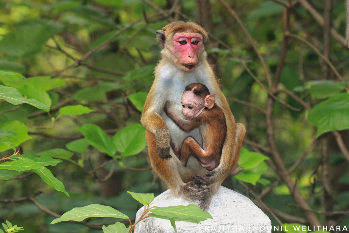 Macaca sinica Linnaeus, 1771